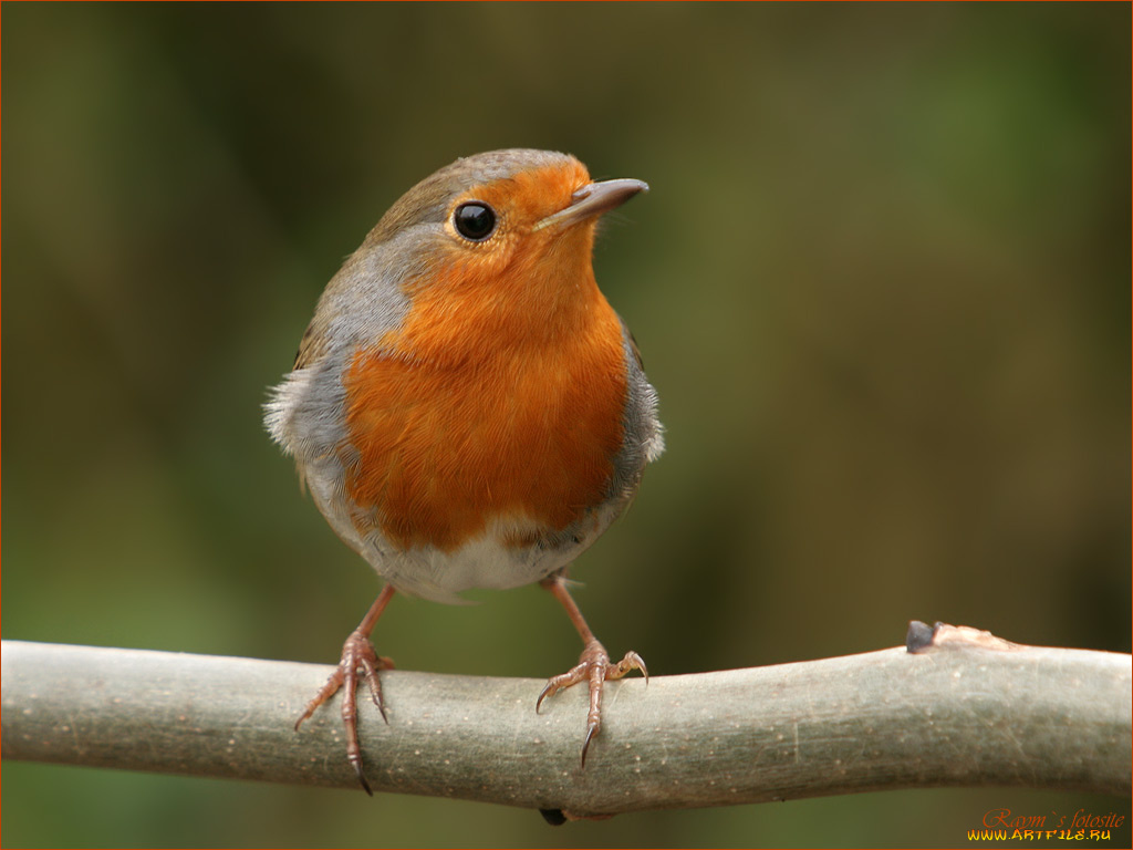 животные, зарянки, малиновки
