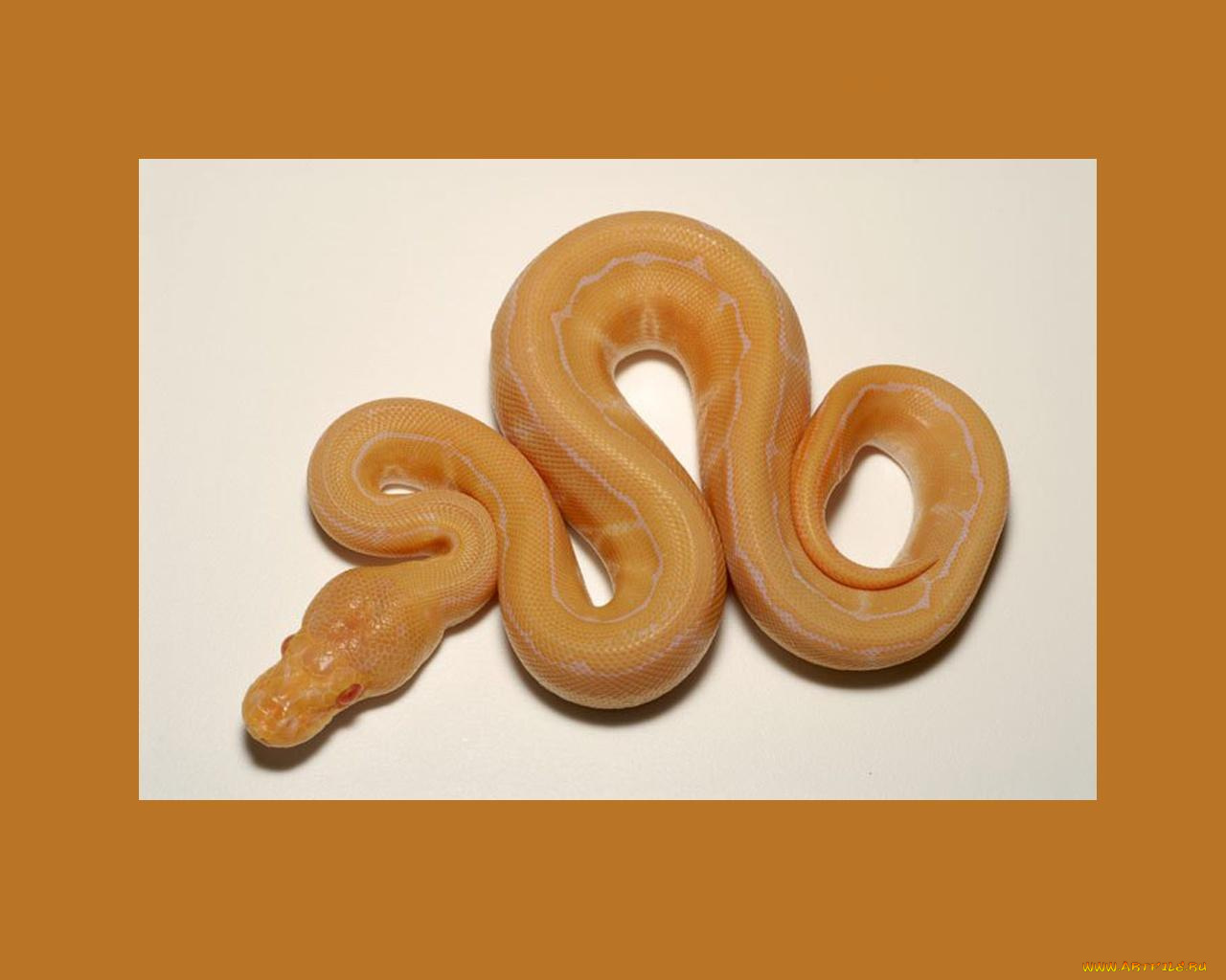 животные, змеи, питоны, кобры