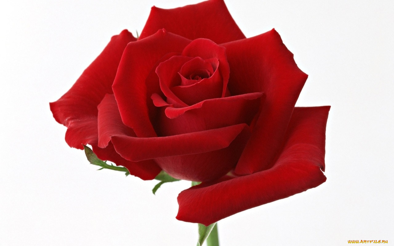 цветы, розы