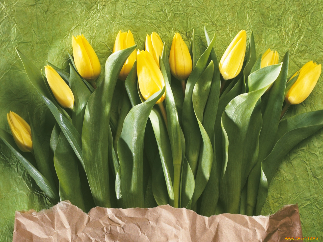 цветы, тюльпаны