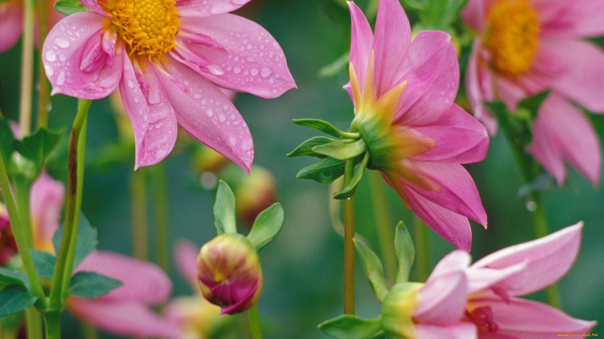 цветы, георгины