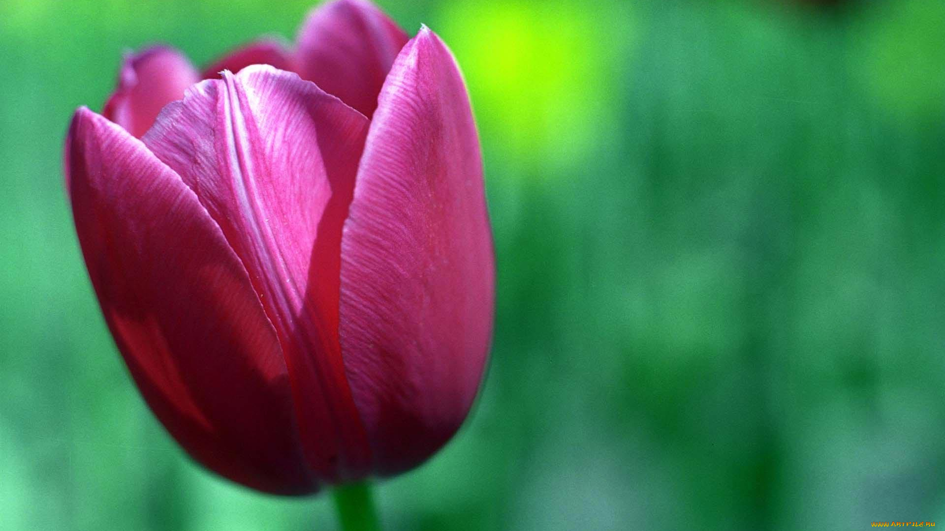 цветы, тюльпаны