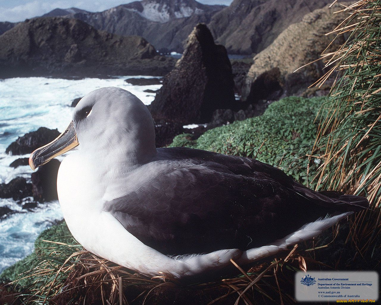 животные, альбатросы