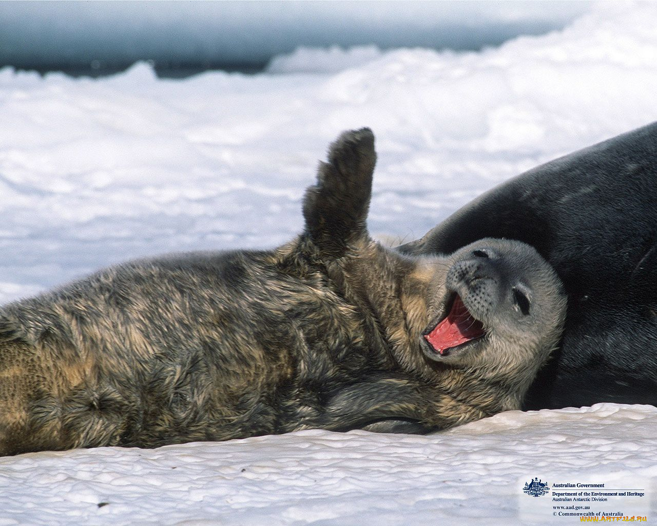 животные, тюлени, морские, львы, котики