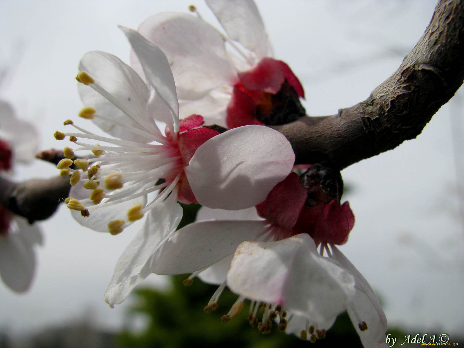 цветы, цветущие, деревья, кустарники