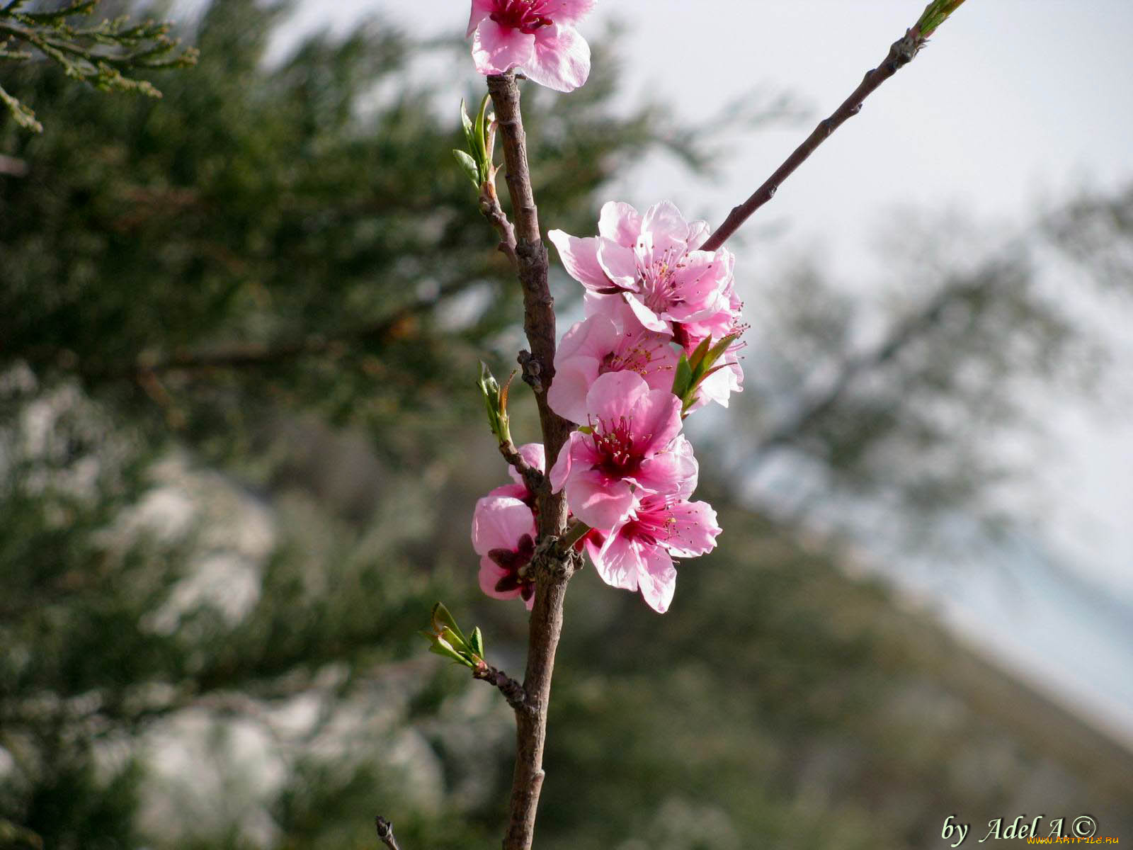цветы, цветущие, деревья, кустарники
