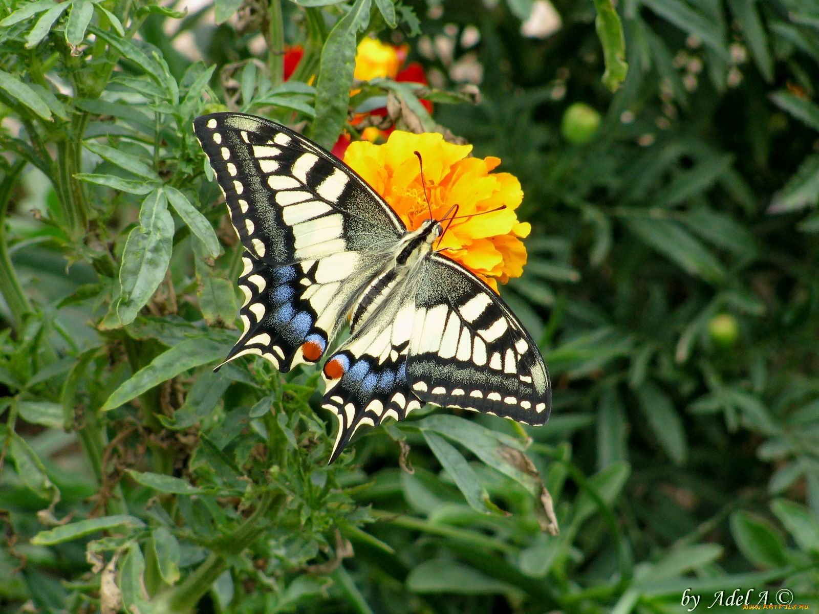 животные, бабочки