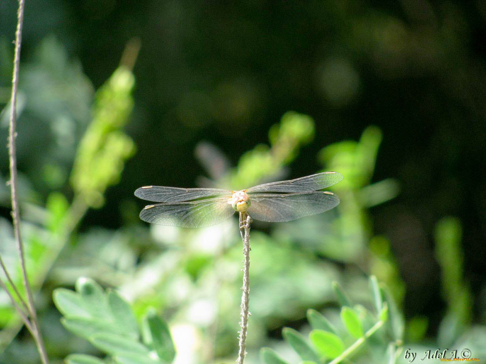 животные, стрекозы