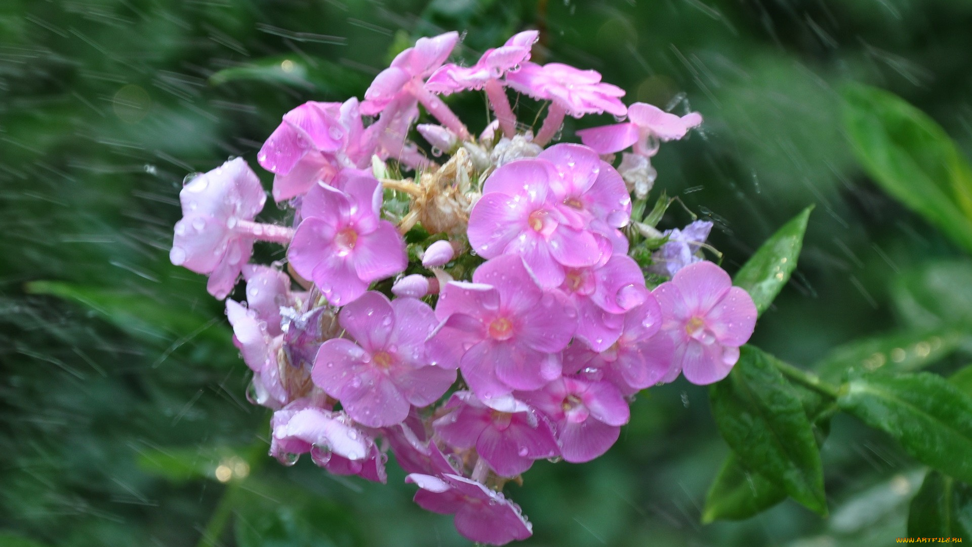 цветы, флоксы