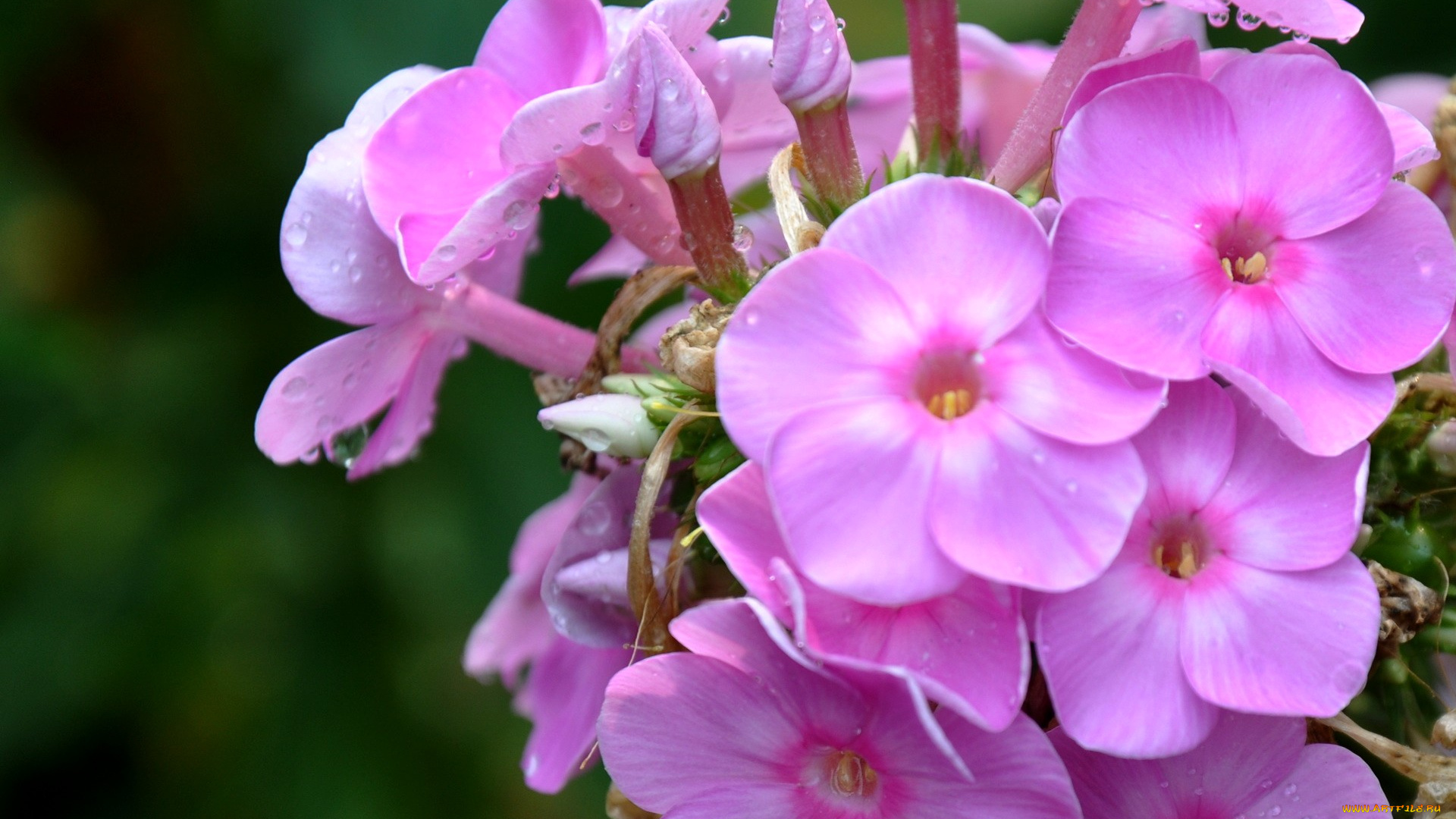 цветы, флоксы