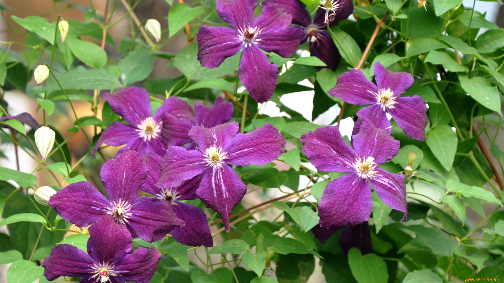 цветы, клематис, ломонос