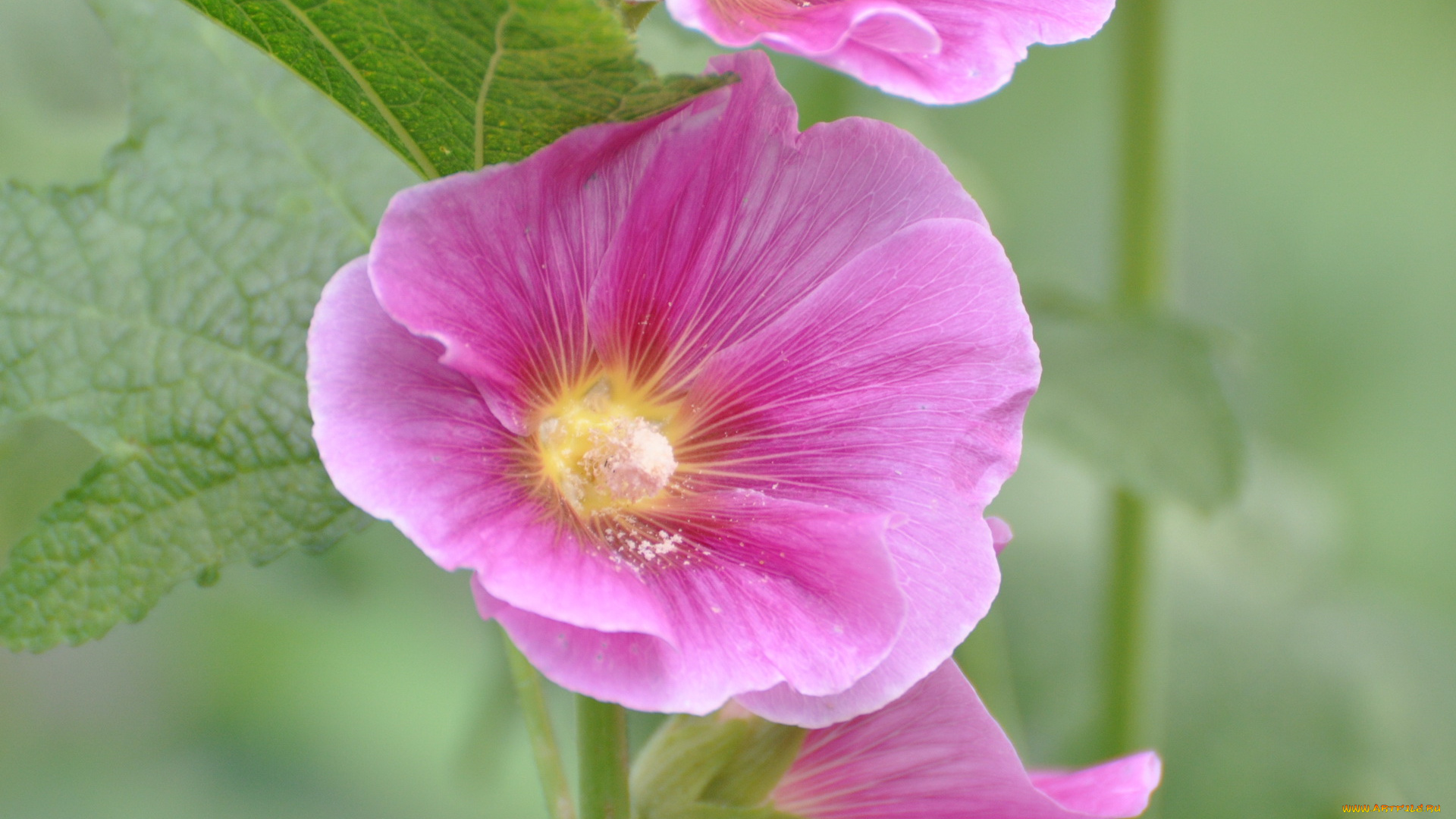 цветы, мальвы