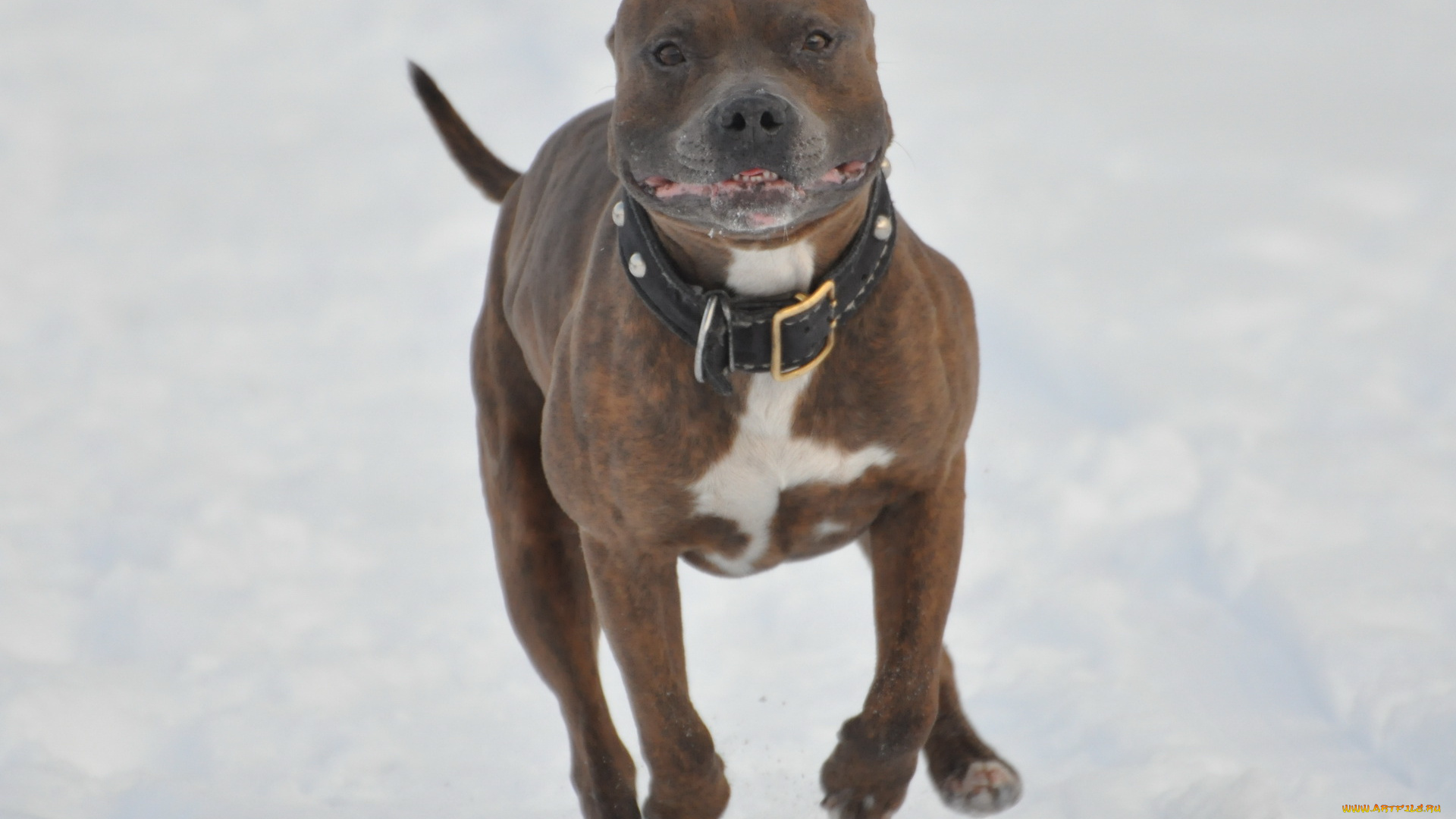 животные, собаки