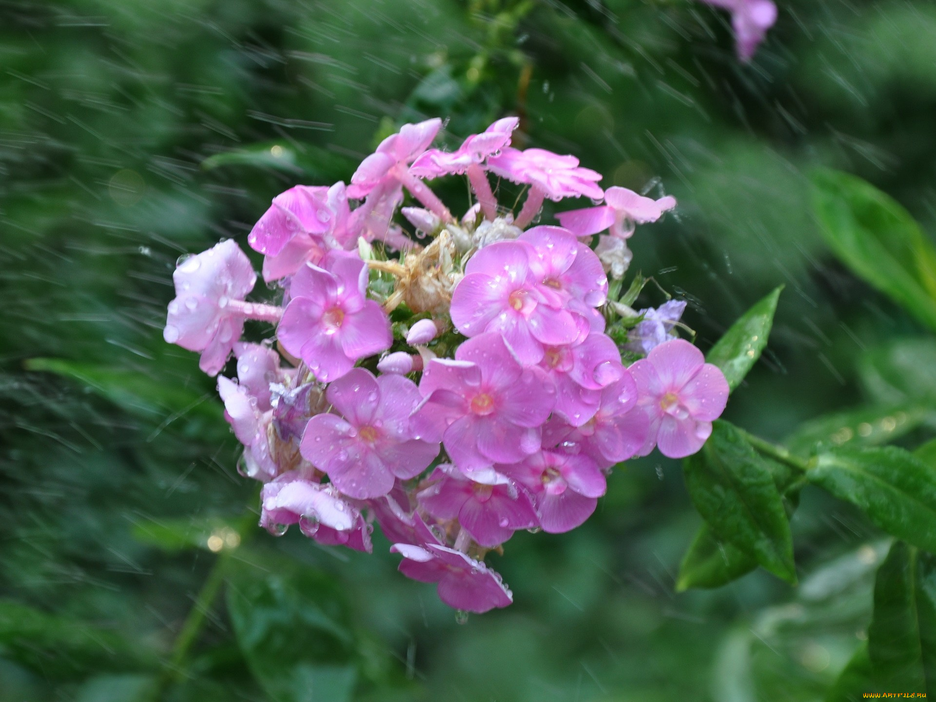 цветы, флоксы