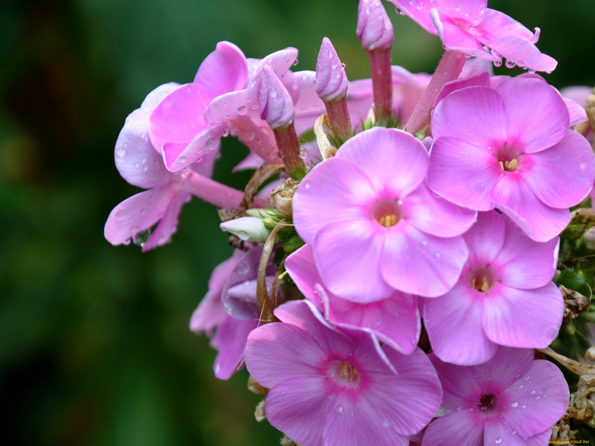 цветы, флоксы