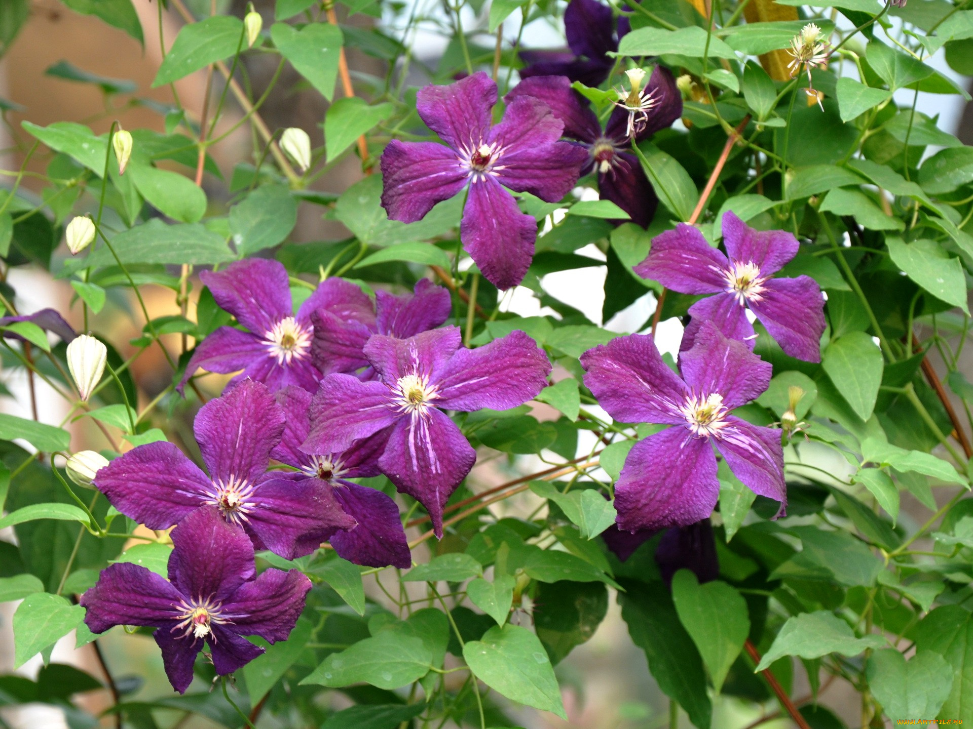 цветы, клематис, ломонос