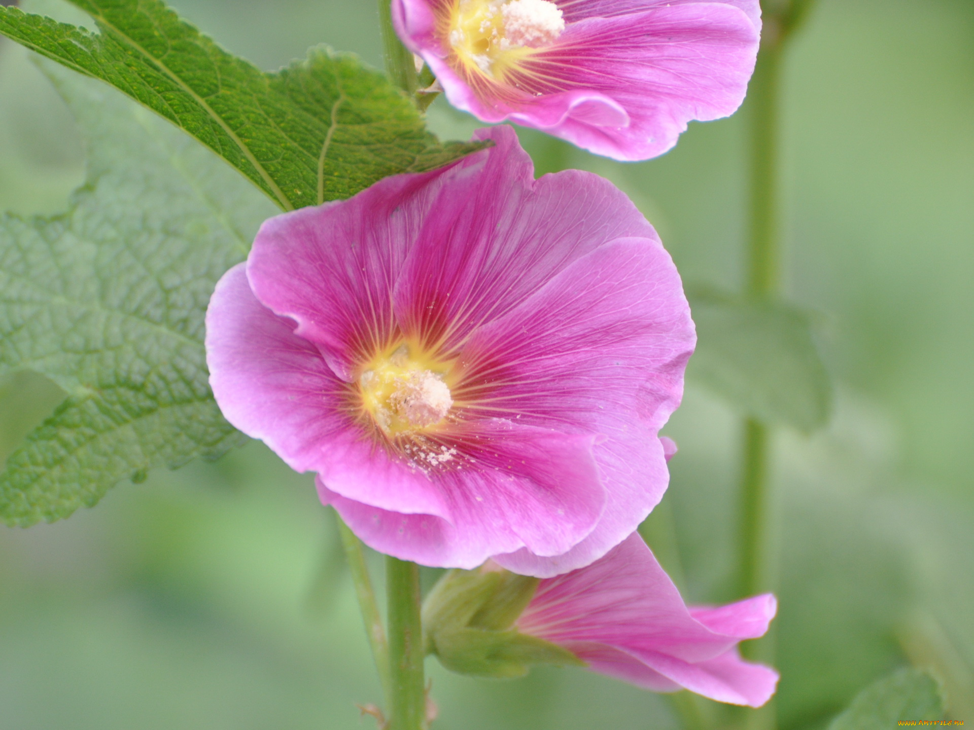 цветы, мальвы