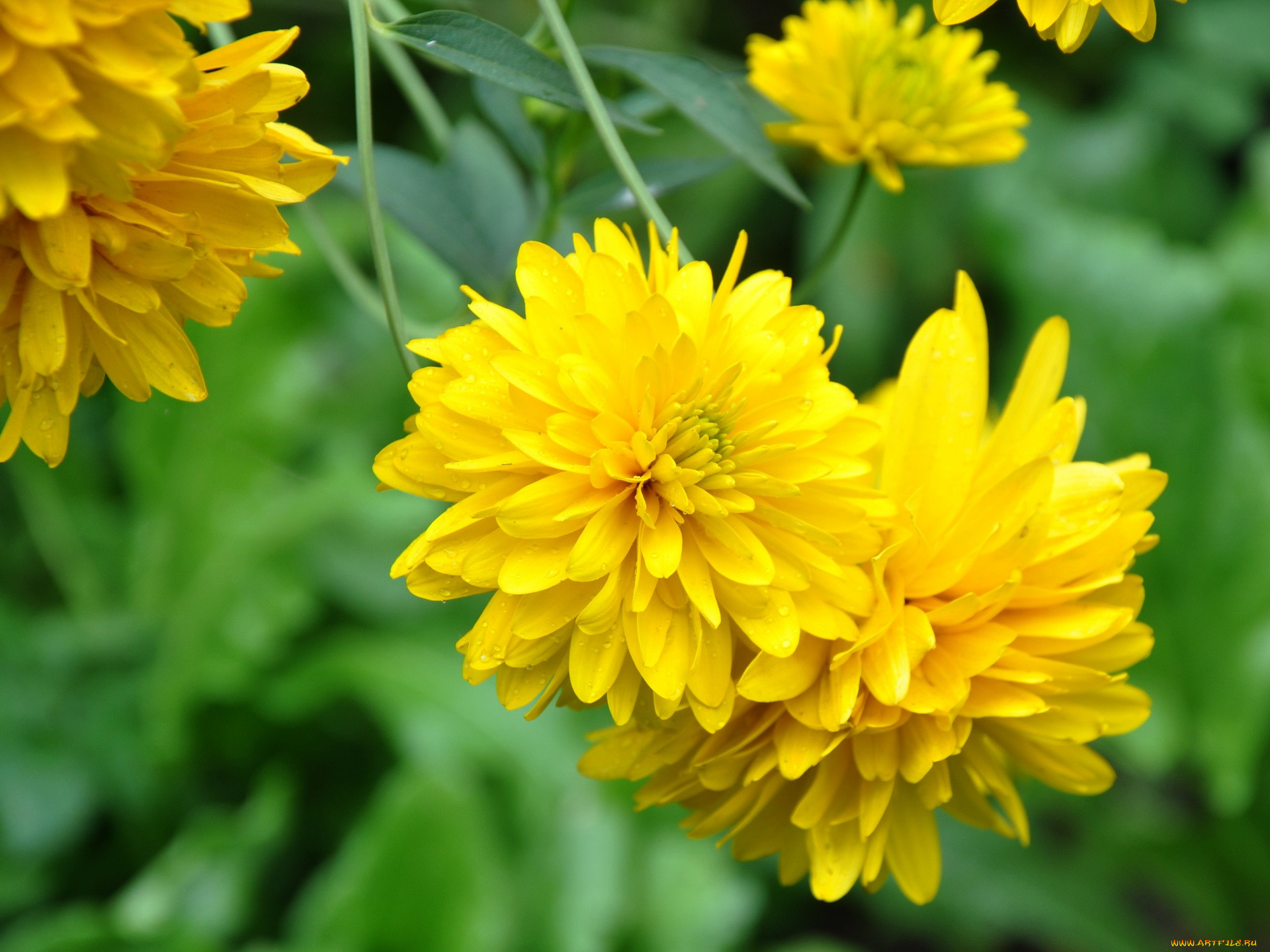 цветы, рудбекия