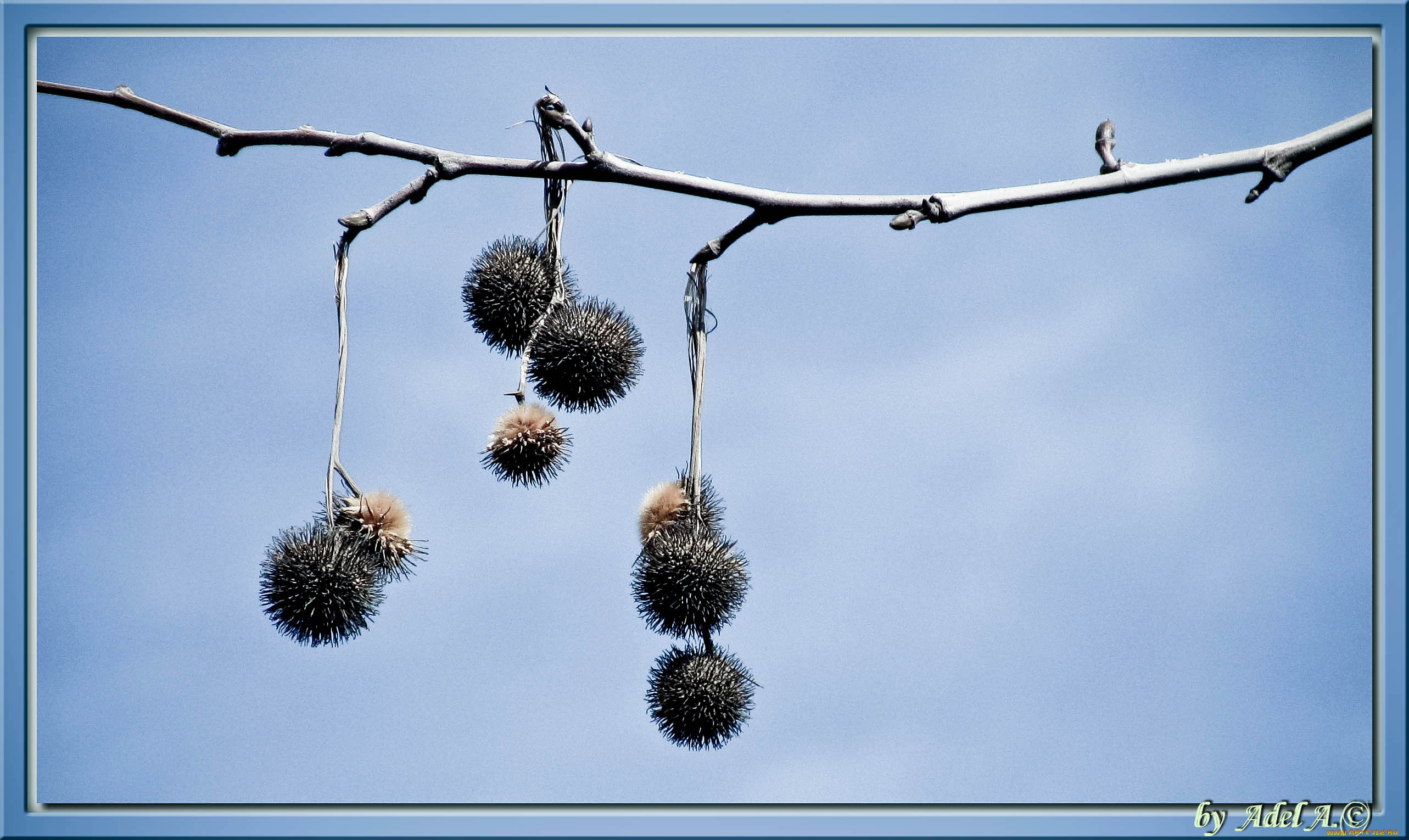 природа, макро