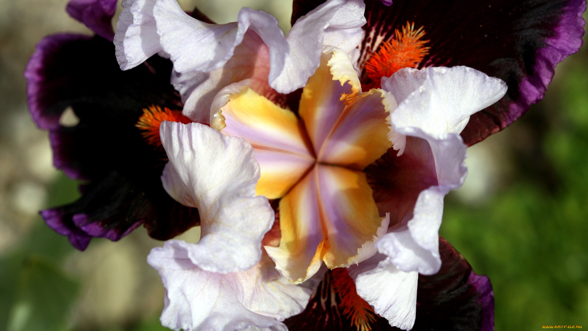 цветы, ирисы, фиолетовый, лепестки, серединка