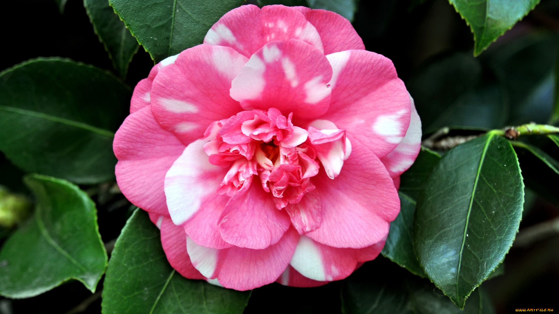 цветы, камелии, пестрый, белый, розовый