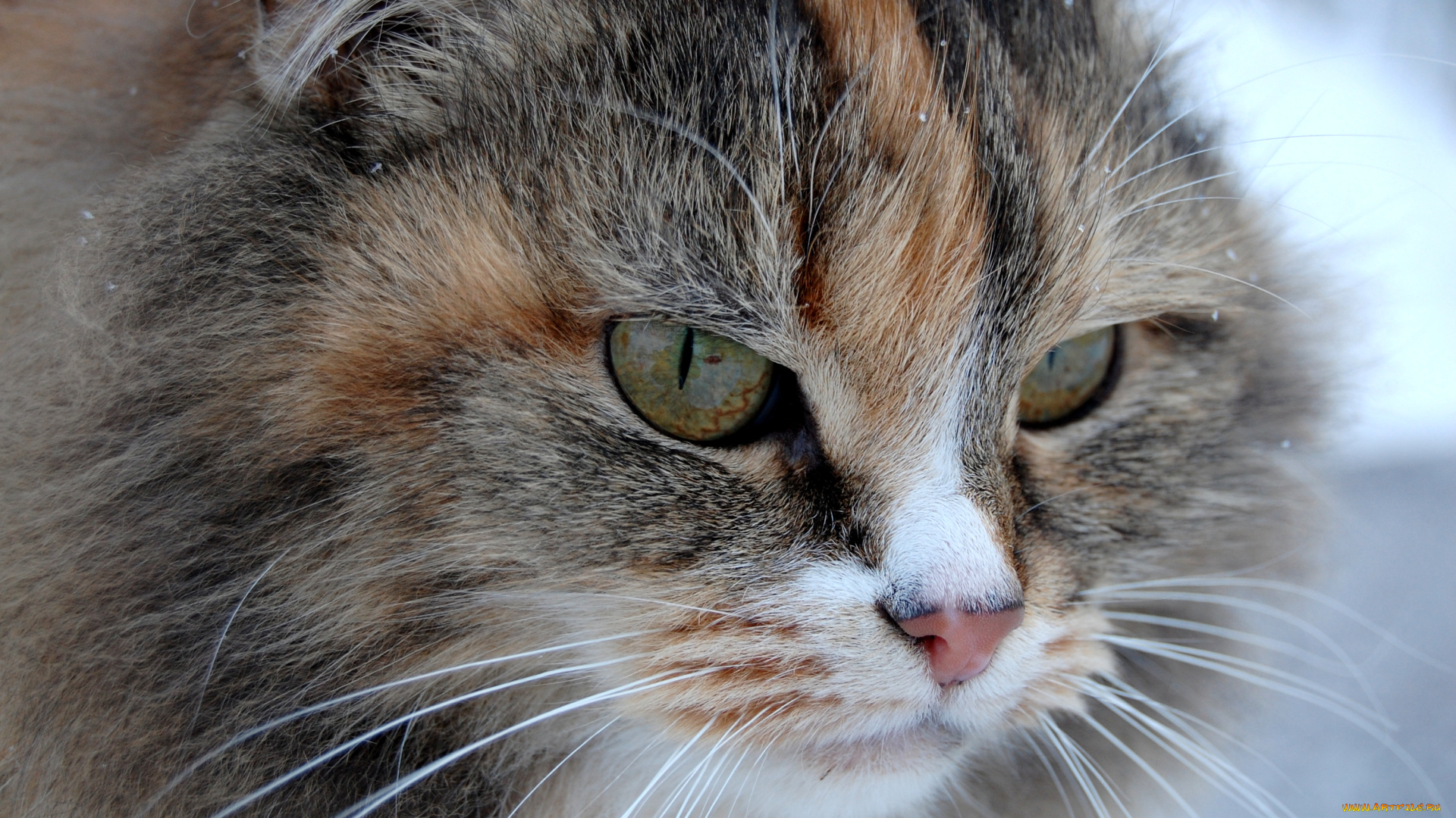 животные, коты, кошка, кот, морда