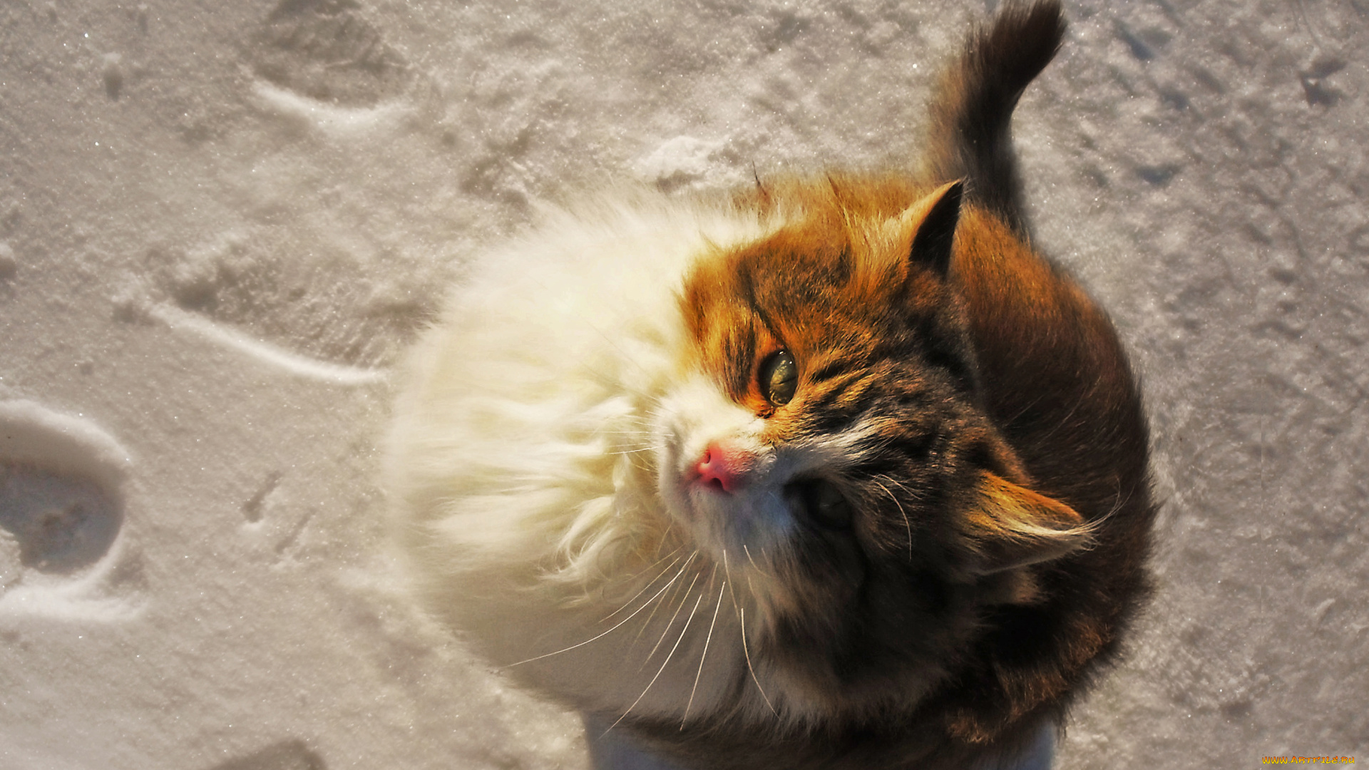 животные, коты, кот, кошка, снег