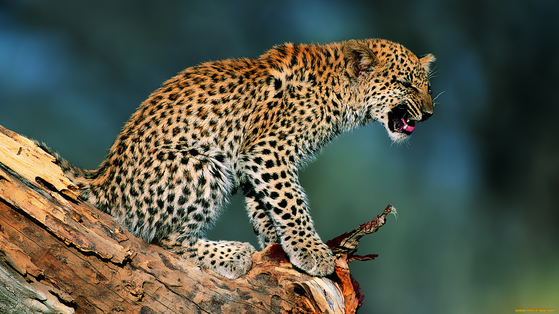 животные, леопарды, леопард