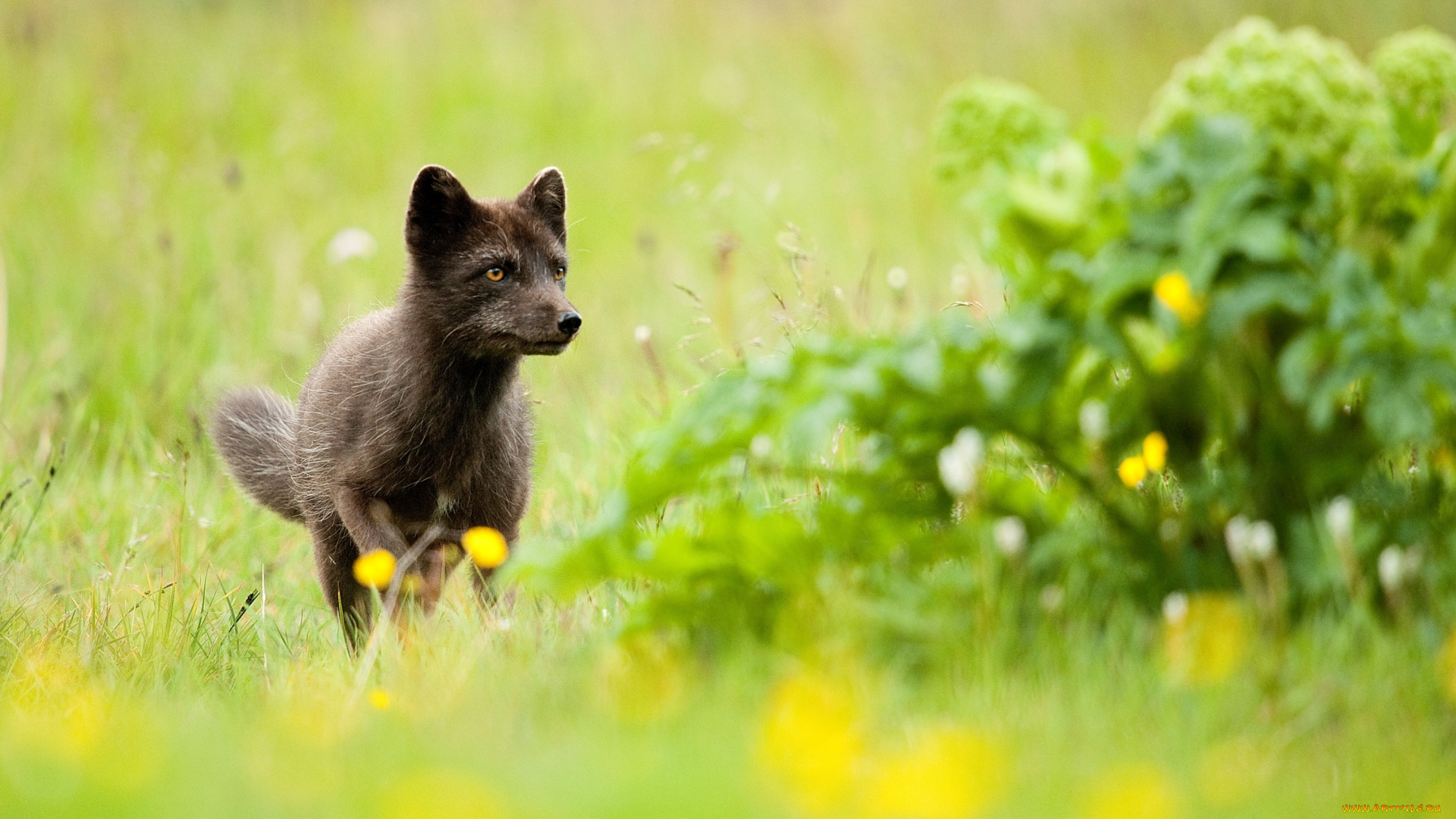животные, песцы, лиса, песец