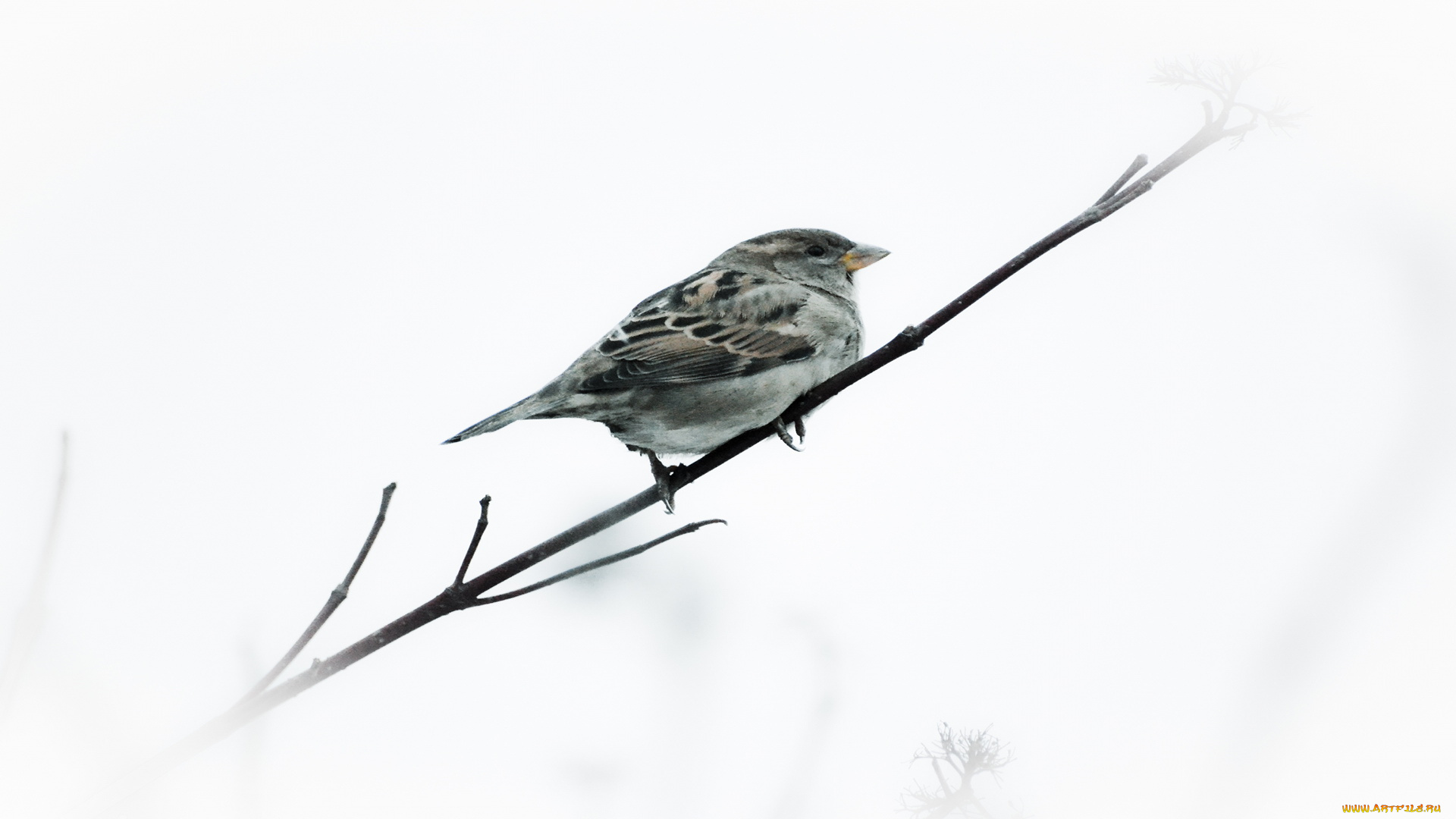 животные, воробьи, ветка, зима