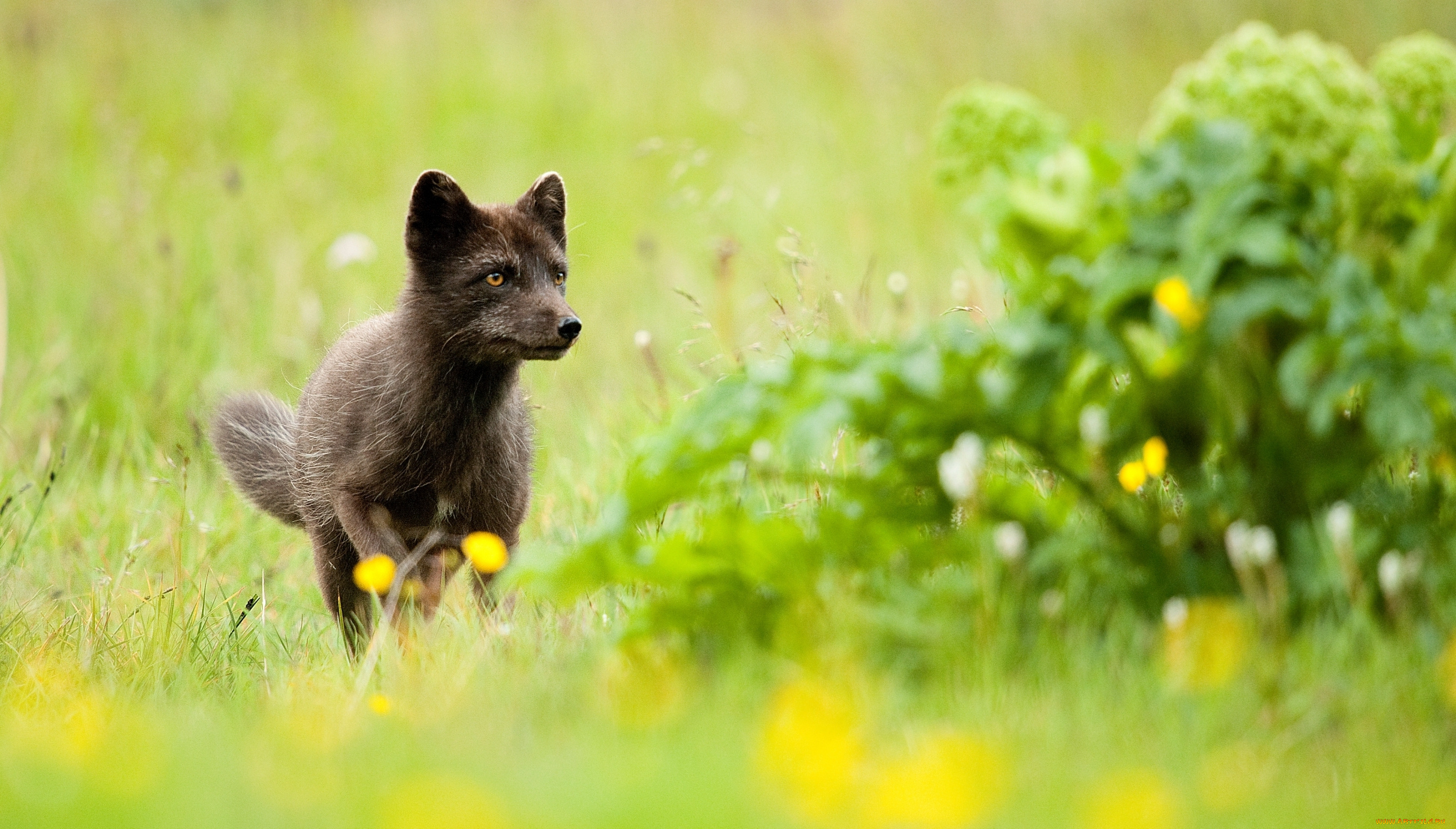 животные, песцы, лиса, песец