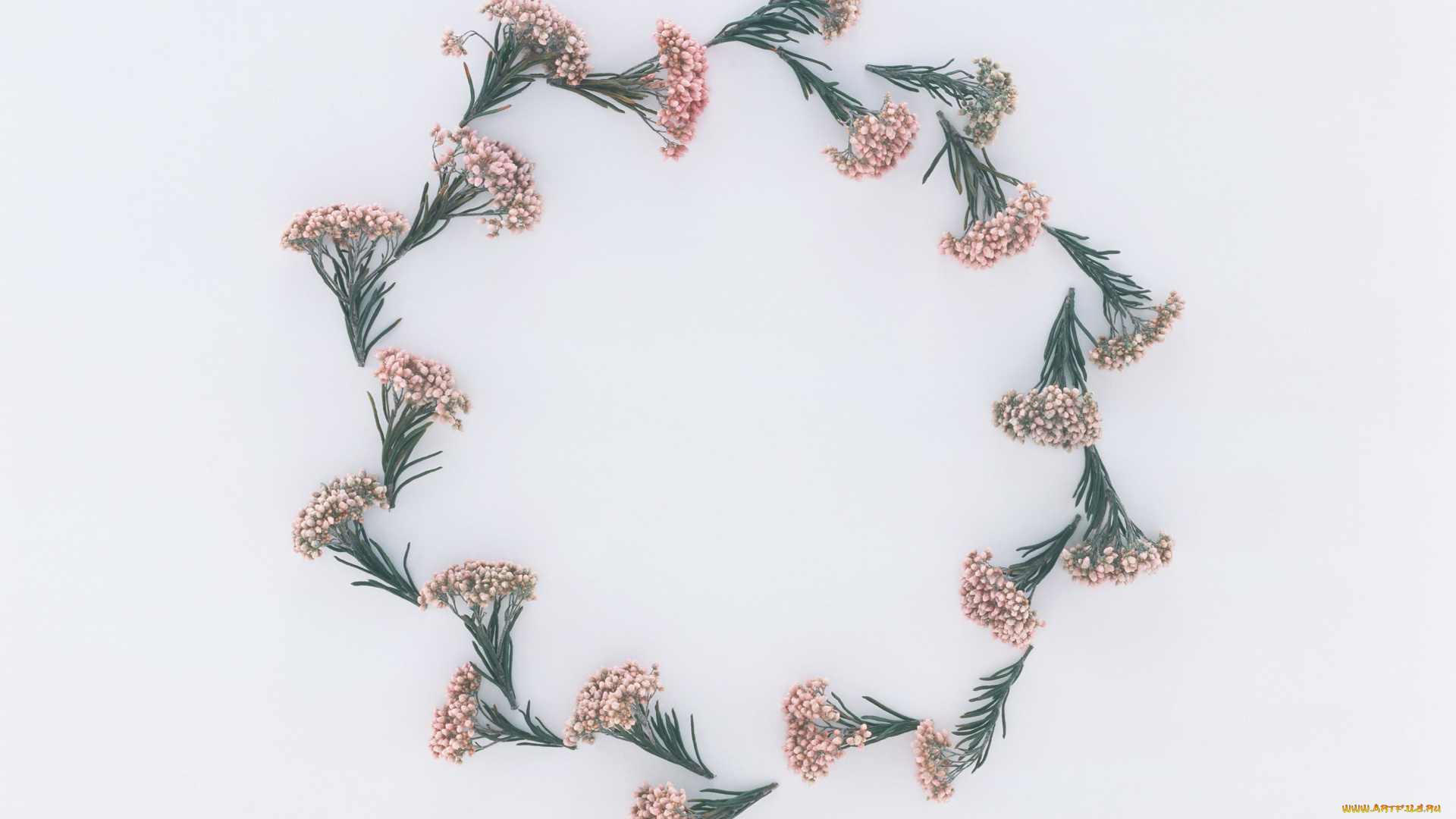 цветы, бутоны