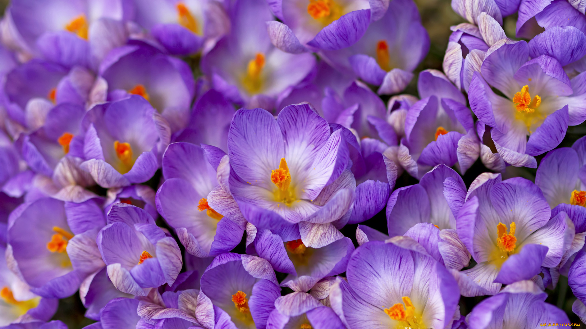 цветы, крокусы, шафран, весна