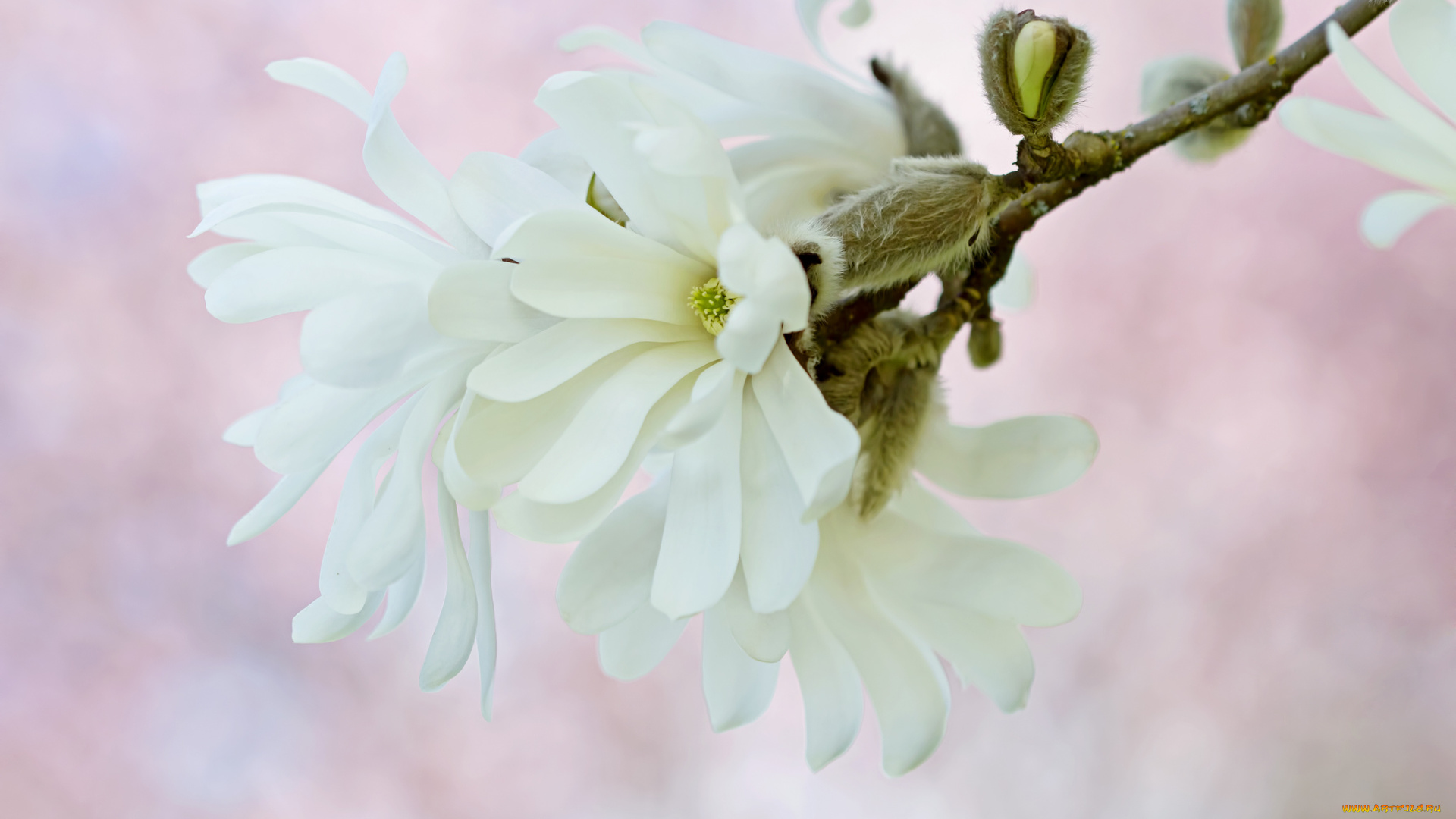 цветы, магнолии, ветка