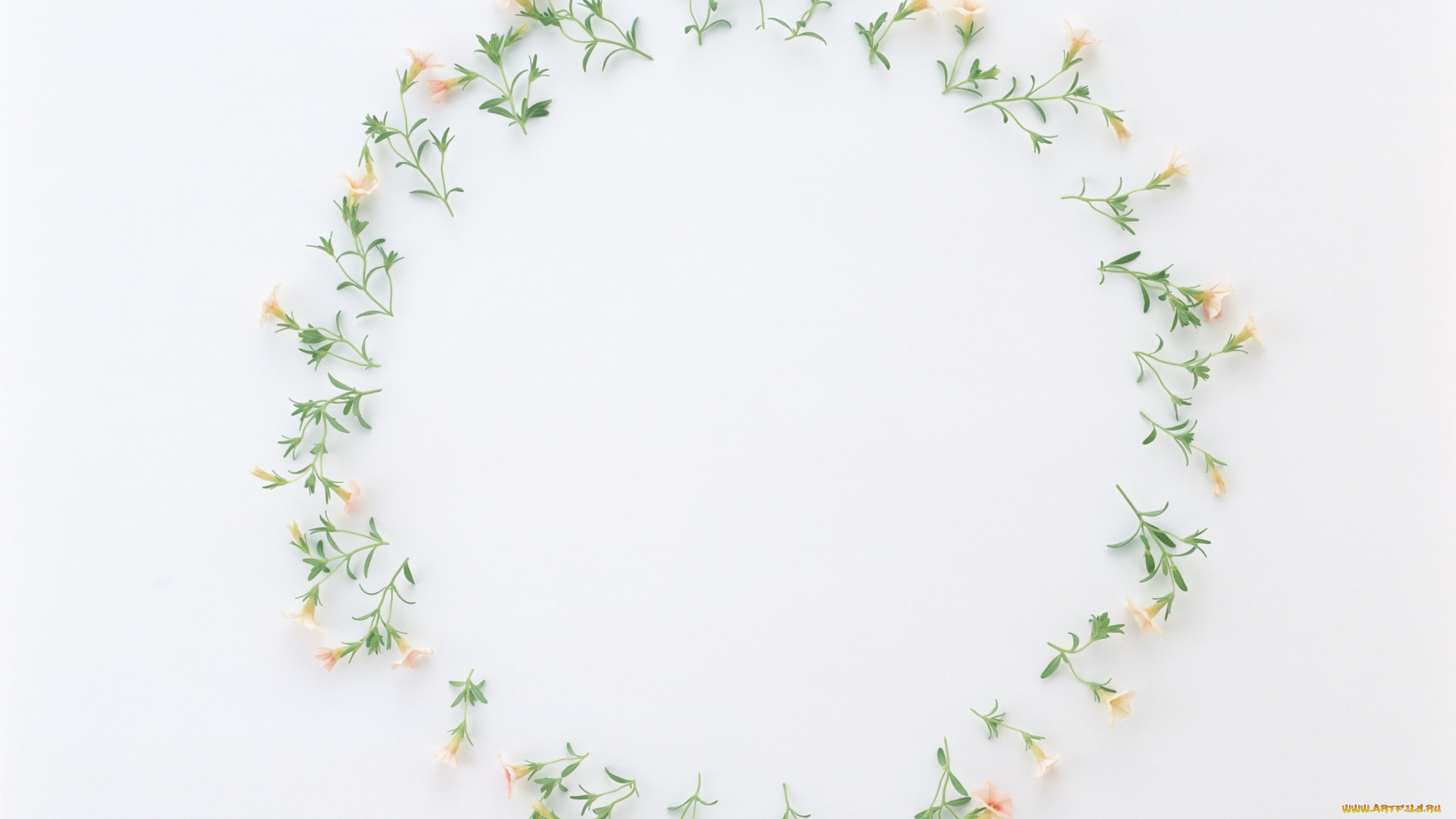 цветы, петунии, калибрахоа, бутоны