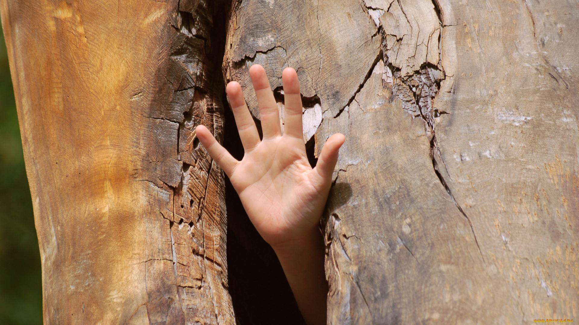 разное, руки, дупло, рука