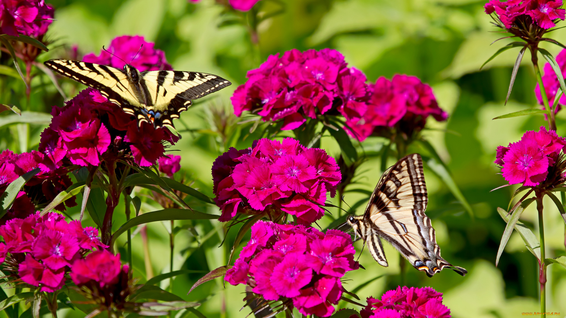 животные, бабочки, гвоздики, цветы