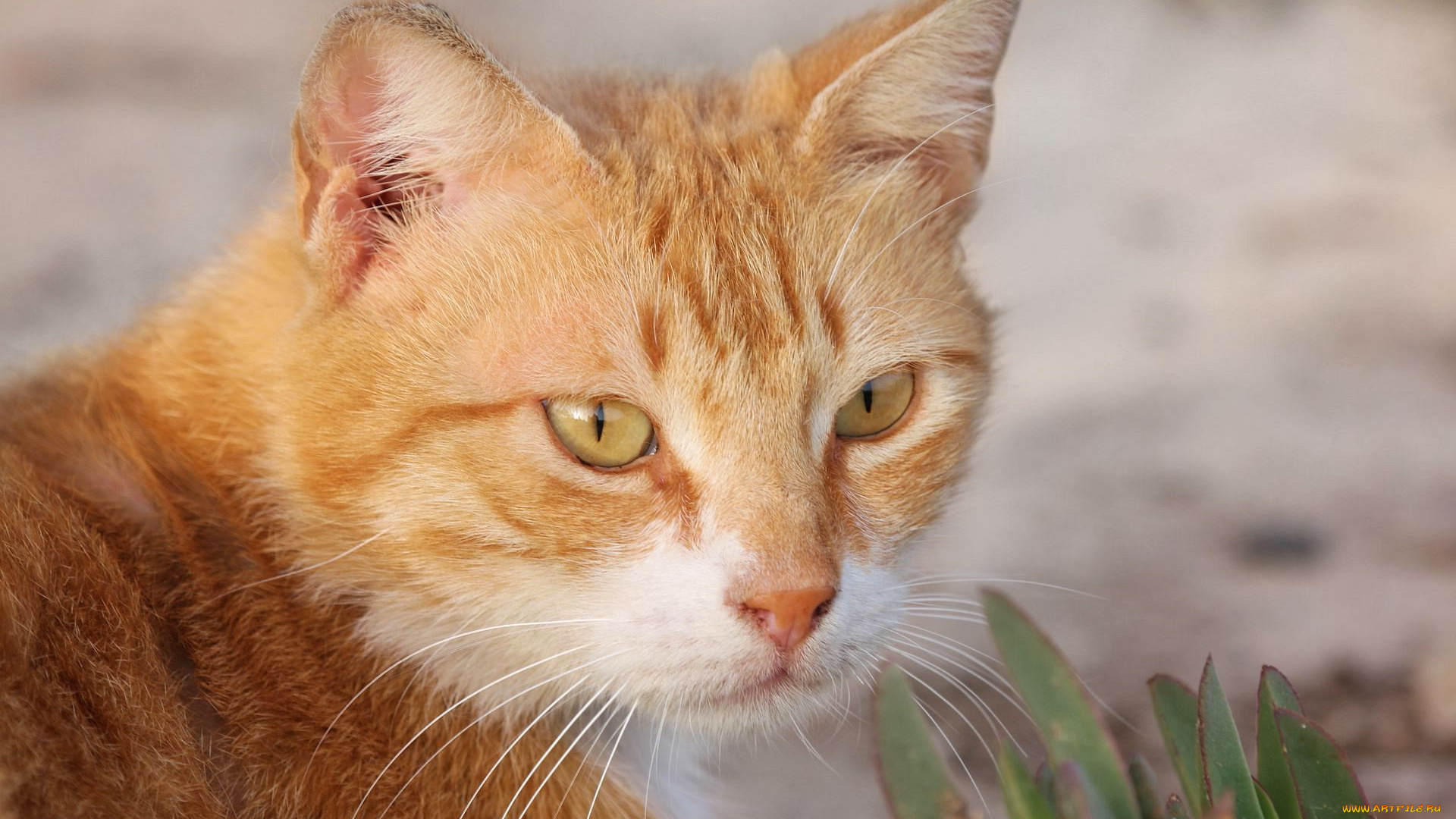 животные, коты, рыжий, мордочка, усы, смотрит, кот