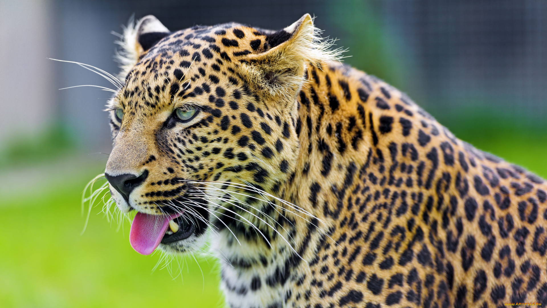 животные, леопарды, кошка