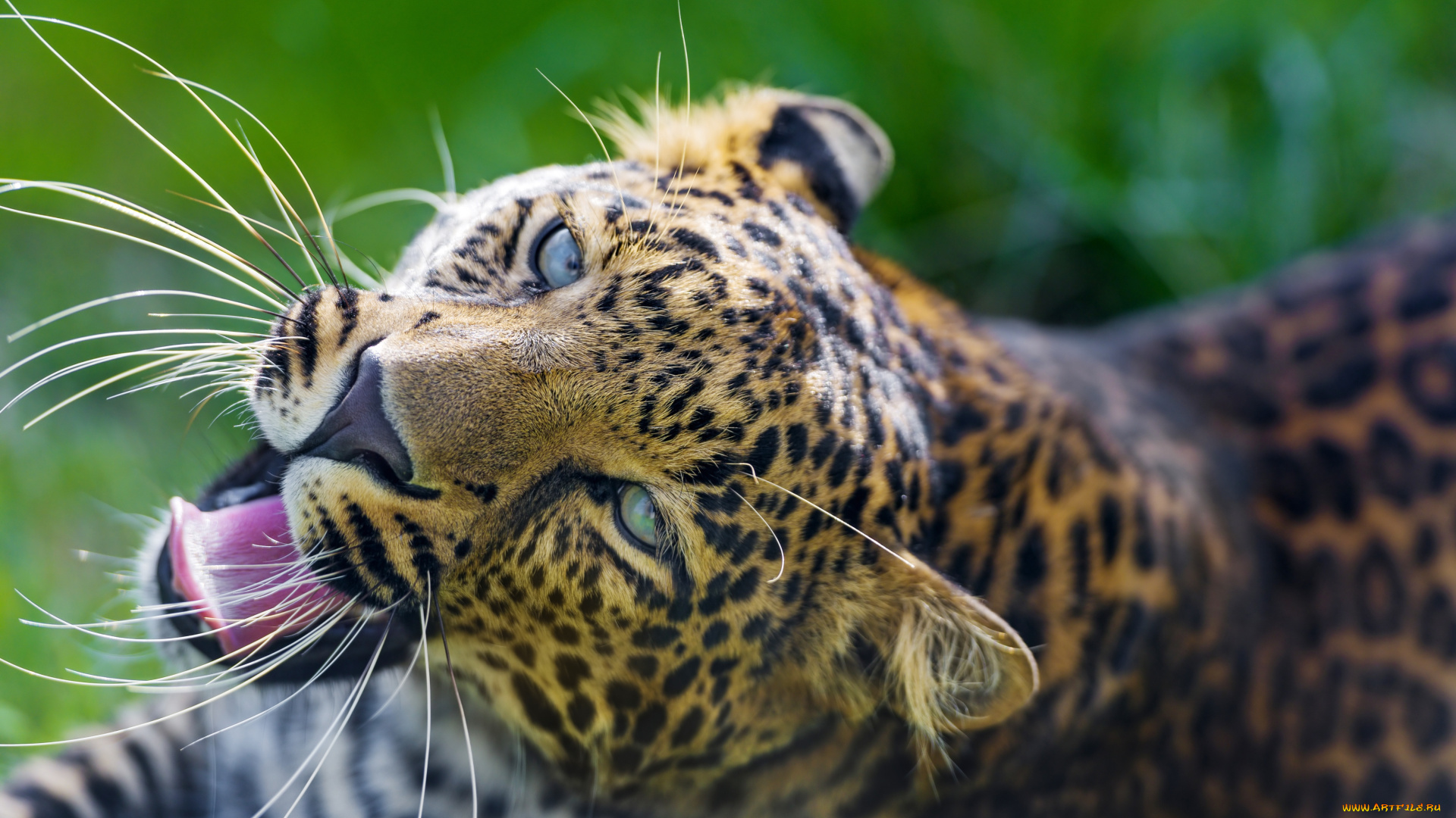 животные, леопарды, усы, пасть, морда