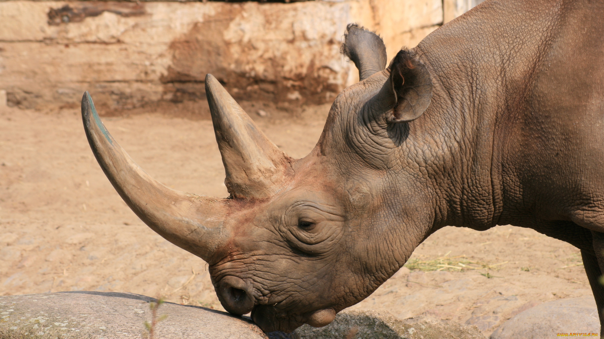 животные, носороги, носорог, камень