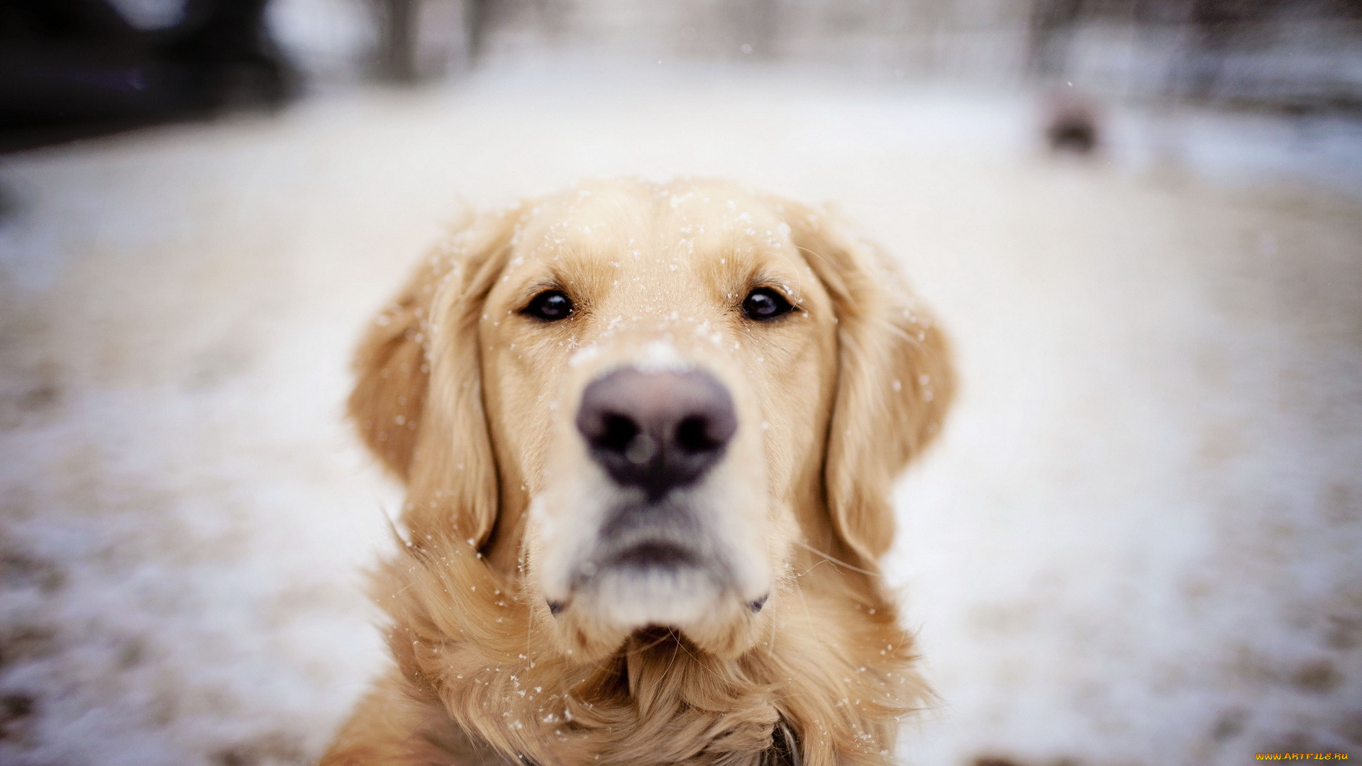 животные, собаки, собака, друг, зима