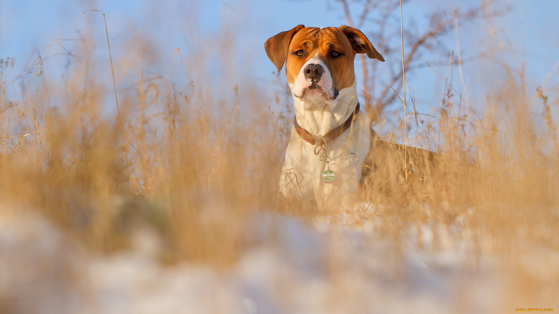 животные, собаки, собака, взгляд, зима
