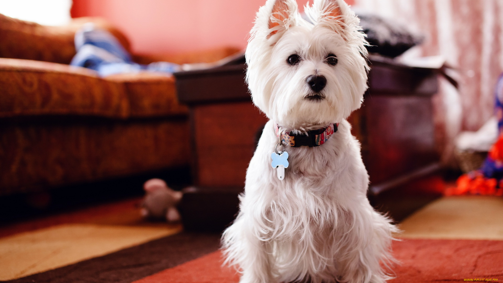 животные, собаки, вест, хайленд, уайт, терьер