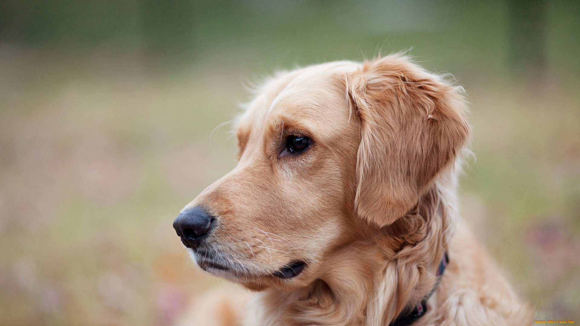 животные, собаки, взгляд, друг, собака