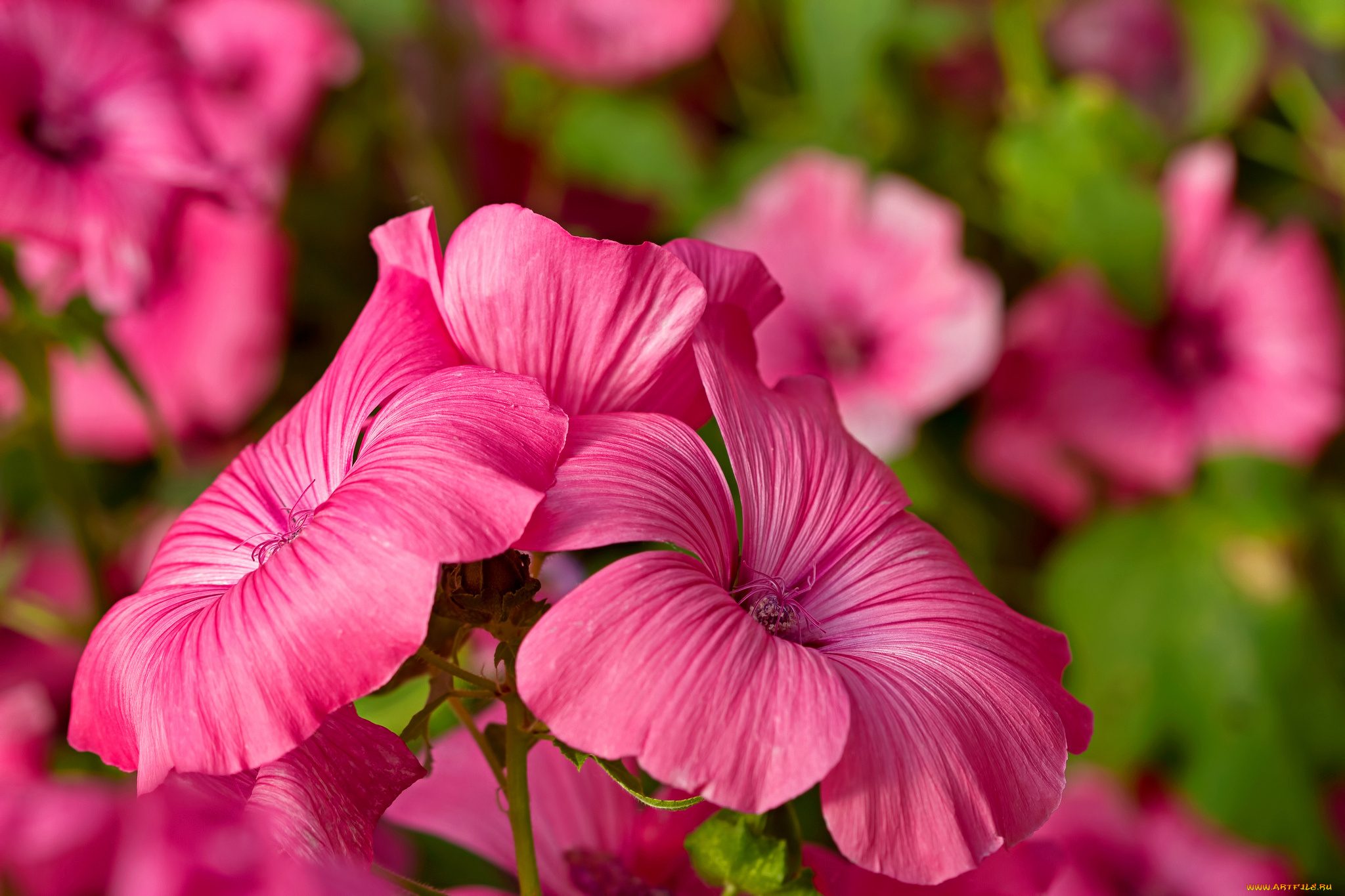 цветы, лаватера, макро