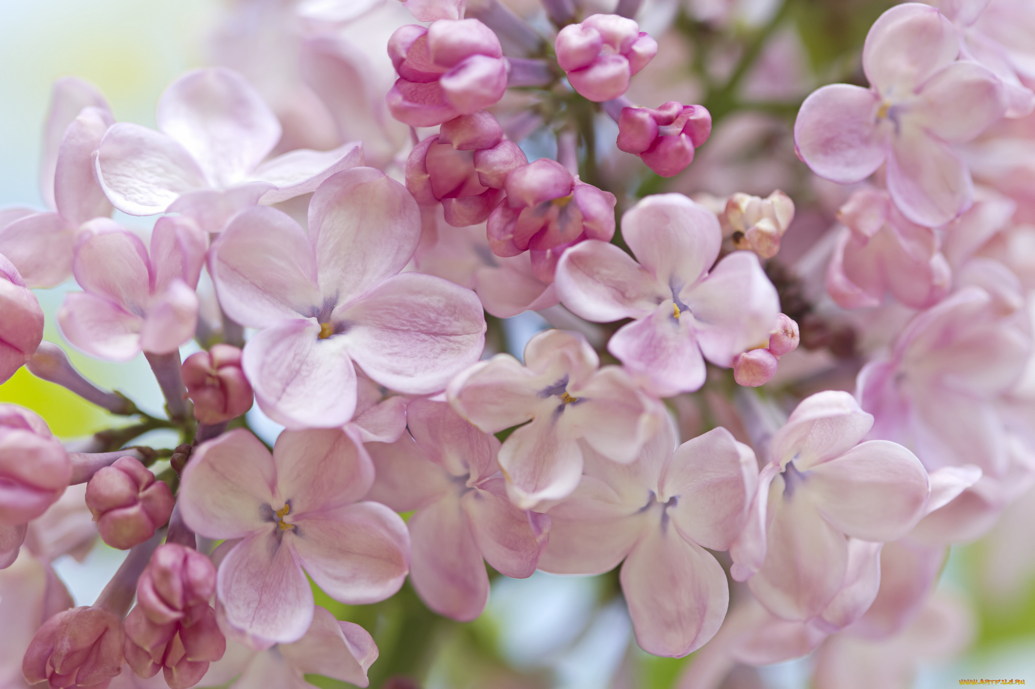 цветы, сирень, макро