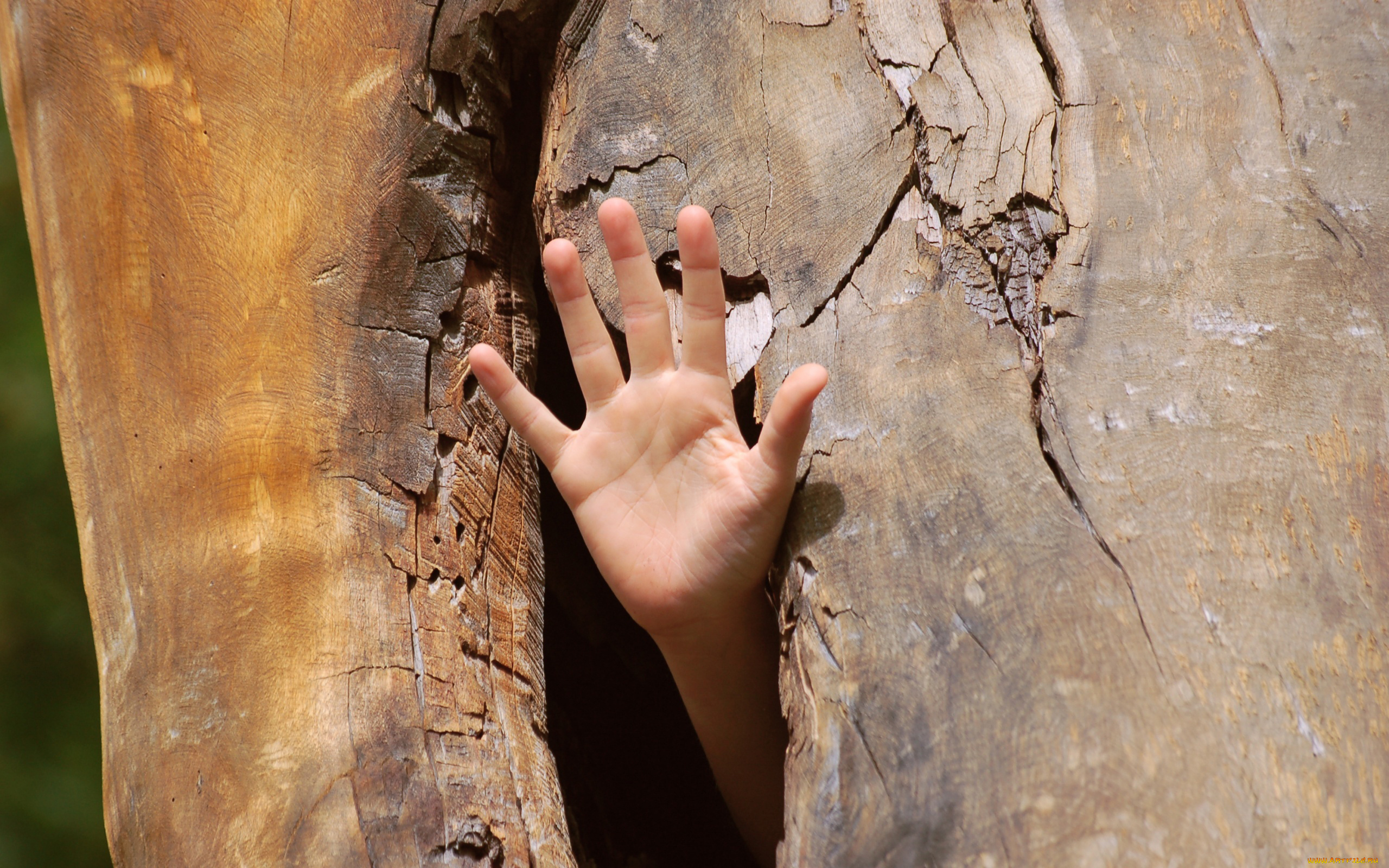 разное, руки, дупло, рука