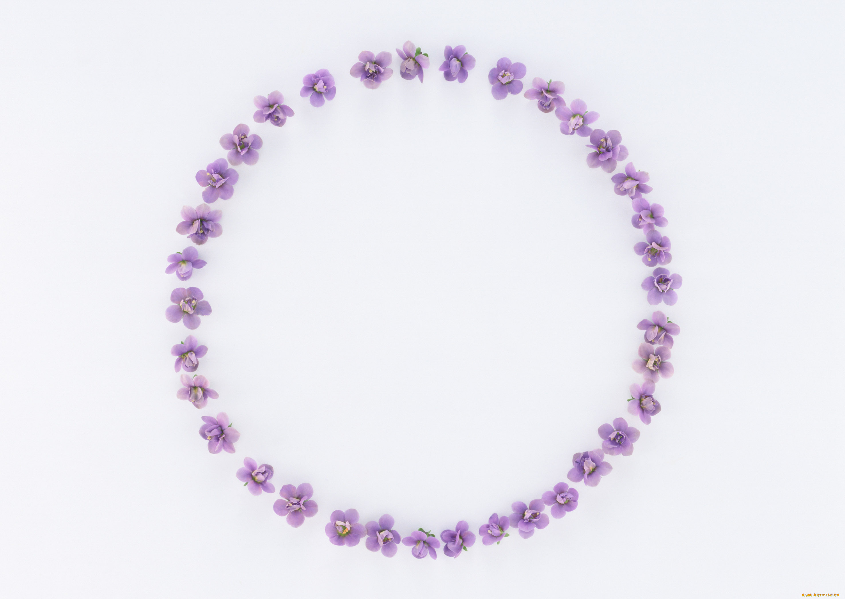 цветы, бутоны