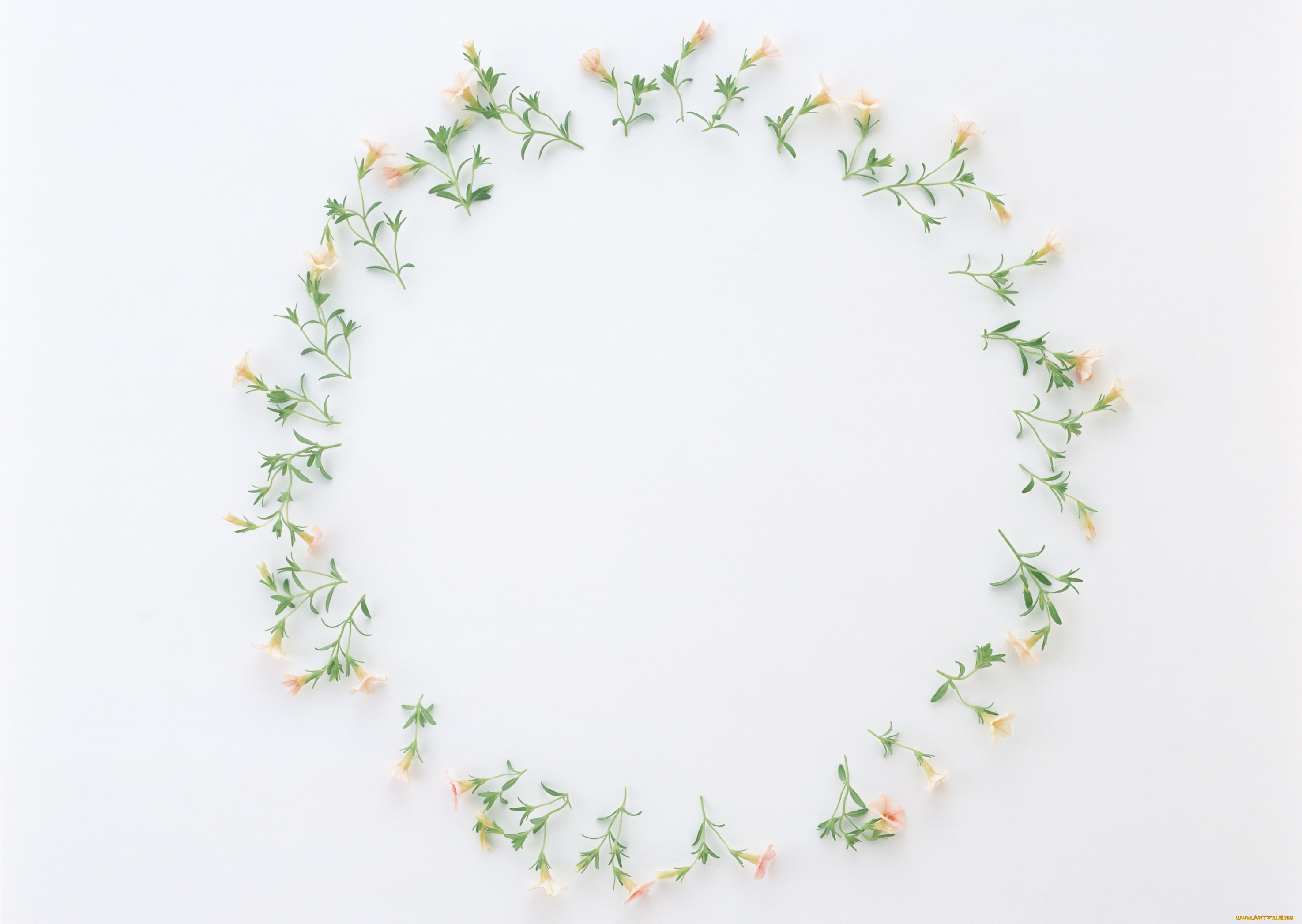 цветы, петунии, калибрахоа, бутоны